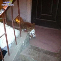 钛合金狗眼
