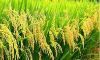 水稻怎么种植？水稻种植技术