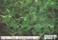 中草药大全―千金子