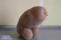 纠结的土豆