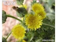 中草药大全―滇苦菜