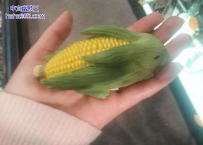 好萌的玉米兔子