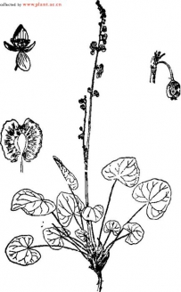 中草药大全―山蓼
