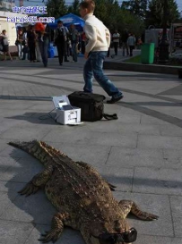 街上遇到了帅气的鳄鱼