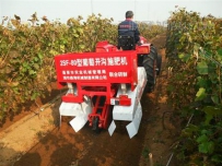 葡萄夏季怎么施肥
