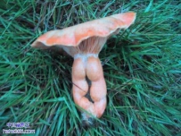 长的有点偏离主题了