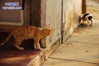 猫和狗的故事（4张）