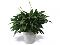 养些植物吧：哪些盆栽植物净化空气
