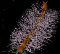 科学家还原史前生物 网友称神似“马桶刷”