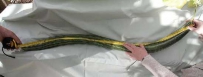 突变体蔬菜（18张）
