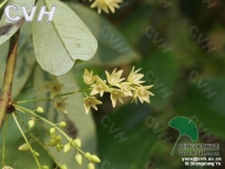 中草药大全―鹰爪枫