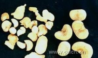 化痰止咳平喘药浙贝母