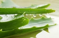 芦荟可以保湿吗