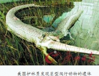 3.9米巨蟒吞1.8米鳄鱼后肚子被撑裂死亡