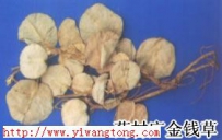 中草药大全―广金钱草