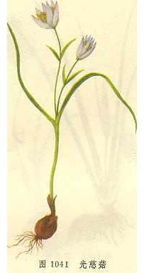 中草药大全―慈菇