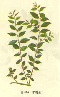 中草药大全―落霜红