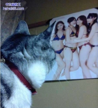 这年头阿猫阿狗都爱美女