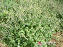 中草药大全―耧斗菜