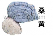 中草药大全―桑黄