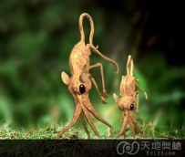 20世纪神秘消失的奇兽：鼻行动物