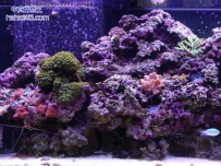 海洋生物（13张）
