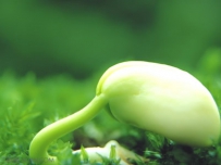夏季生产豌豆芽注意事项