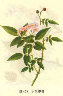 中草药大全―小果蔷薇