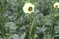 黄芪如何种植