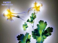 植物通电的“销魂瞬间”（5张）