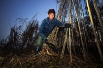 洞庭湖畔砍苇人 人均收割25吨可挣上万