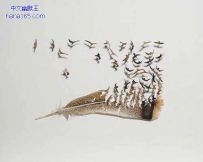 羽毛的变身（7张）