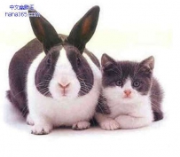 猫兔撞衫了（8张）
