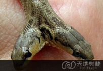 最新双头动物大盘点：罕见的双头小龟