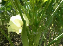 秋葵怎么种植方法