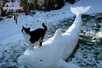 猫猫的新坐骑