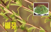 一种野菜治一种病，为家人收着