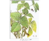 中草药大全―大豆黄卷