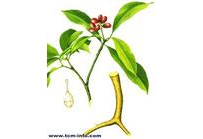 中草药大全―贵州追风散