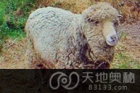 澳大利亚高温热死23岁“世界最老绵羊”（图）