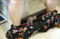 喵星人也爱玩躲猫猫（17张）
