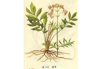 中草药大全―缬草