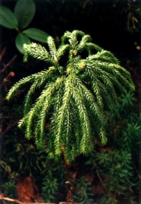 中草药大全―玉柏
