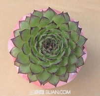 小苍兰的功效与作用