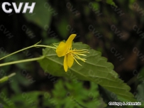 中草药大全―田麻