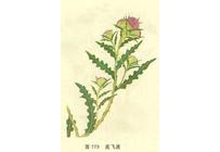 中草药大全―飞廉