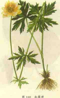 中草药大全―金莲花