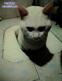 看来咱以后得安马桶啊