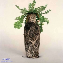 根茎做的花瓶（8张）