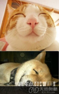 实验证明狗比猫更聪明（图）